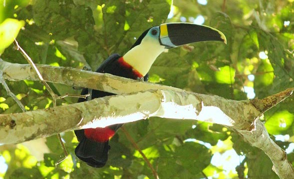 Madidi Jungle Ecolodge Activities