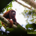 Red Howler Monkey/Mono Aullador