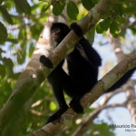 Black Spider Monkey/Mono Araña Negro