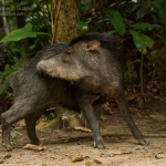 White Lipped Peccary/Chancho Tropero