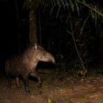 Brazilian Tapir/ Tapir o Anta