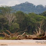 Amazon River Landscape / Paisaje Amazonico