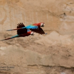 Red and Green Macaw / Guacamayo Aliverde