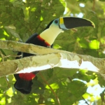 Red-billed Toucan/Tucan Pechiblanco