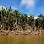 Amazon River Landscape / Paisaje Amazonico